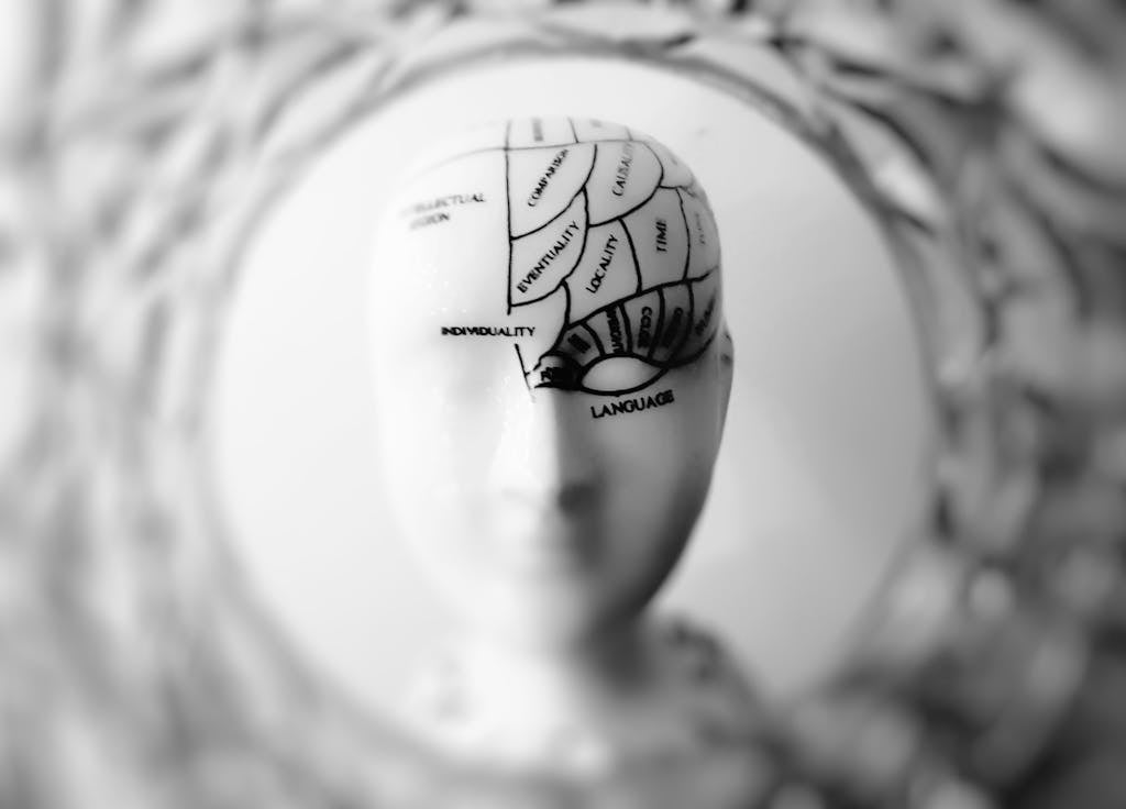 Le cerveau division en zones.